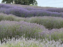 Load image into Gallery viewer, Organic Lavender Essential Oil, Made in California (5mL)