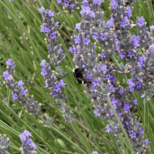 Load image into Gallery viewer, Organic Lavender Essential Oil, Made in California (5mL)