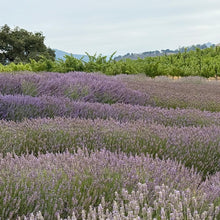 Load image into Gallery viewer, Soti Organic Lavender Essential Oil, Made in California USA, Undiluted 100% Pure Premium Grade Natural, for Aromatherapy, Diffusers, Relaxation, Bath, Sleep, Stress Relief, and Massage, 5 mL