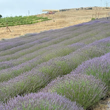 Load image into Gallery viewer, Soti Organic Lavender Essential Oil, Made in California USA, Undiluted 100% Pure Premium Grade Natural, for Aromatherapy, Diffusers, Relaxation, Bath, Sleep, Stress Relief, and Massage, 5 mL