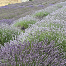 Load image into Gallery viewer, Soti Organic Lavender Essential Oil, Made in California USA, Undiluted 100% Pure Premium Grade Natural, for Aromatherapy, Diffusers, Relaxation, Bath, Sleep, Stress Relief, and Massage, 5 mL